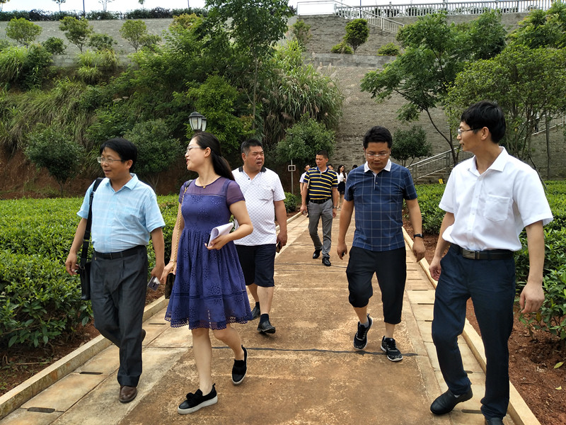 長沙云游茶業有限公司,湖南綠茶,紅茶價格,長沙毛尖批發,云游陶餈禮盒,云游茶業