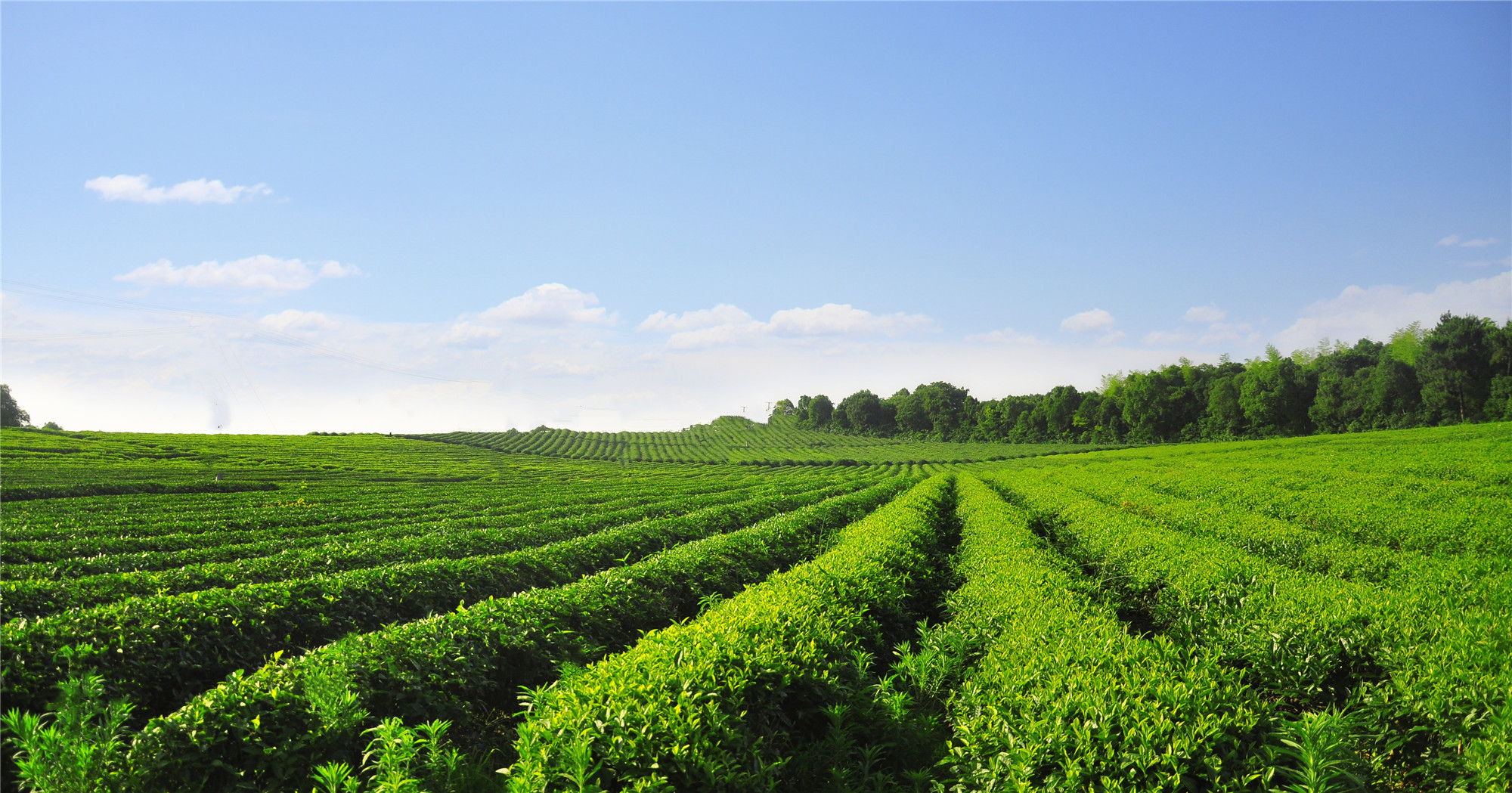 長(zhǎng)沙云游茶業(yè)有限公司,湖南綠茶,紅茶價(jià)格,長(zhǎng)沙毛尖批發(fā),云游陶餈禮盒,云游茶業(yè)